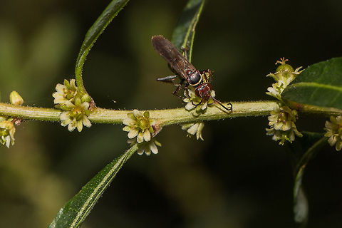 Spider-hunting wasp? This one is proving difficult to identify but I think it is Episyron histrio as it matches the description in the 'Field Guide to Insects of South Africa'. However, their photo is not very clear and I am struggling to find another with a better picture of the head. Fall,Geotagged,Hymenoptera,South Africa,south africa,wasps