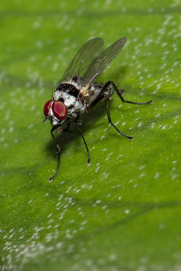 Root maggot fly (Anthomyia) Pretty little thing, just need to find the exact species. Only 3 in South Africa, cant be that hard can it??? Fall,Geotagged,South Africa,diptera,flies,south africa