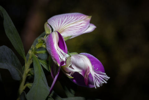 September Bush The last of the flowering trees this winter Fall,Geotagged,Myrtle-leaf Milkwort,Polygala myrtifolia,South Africa,flowers,september bush,south africa,trees