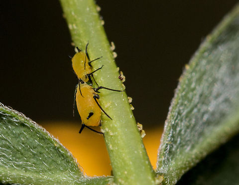 Milkweed Aphid (Aphis nerii) I was actually taking a photo of a senna flower when I spotted these little fellows! Aphis nerii,Fall,Geotagged,Milkweed aphid,South Africa,aphids,south africa