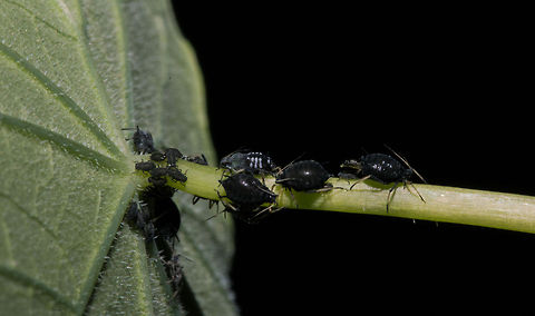 Elder aphid (Aphis sambuci) ? Found it lurking under a nasturtium. Think this is the correct id but will do some checking first.
The one on the far right I think is either having a massive poo, or is giving birth!! Aphids,Fall,Geotagged,South Africa