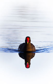 Moorhen Just something a bit different Common Moorhen,Fall,Gallinula chloropus,Geotagged,South Africa,south africa,water birds