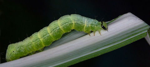 Caterpillar Finally I discovered what has been feasting on my plant, but not identified, just yet, possibly a cutworm due to its sneaky behaviour. Fall,Geotagged,South Africa