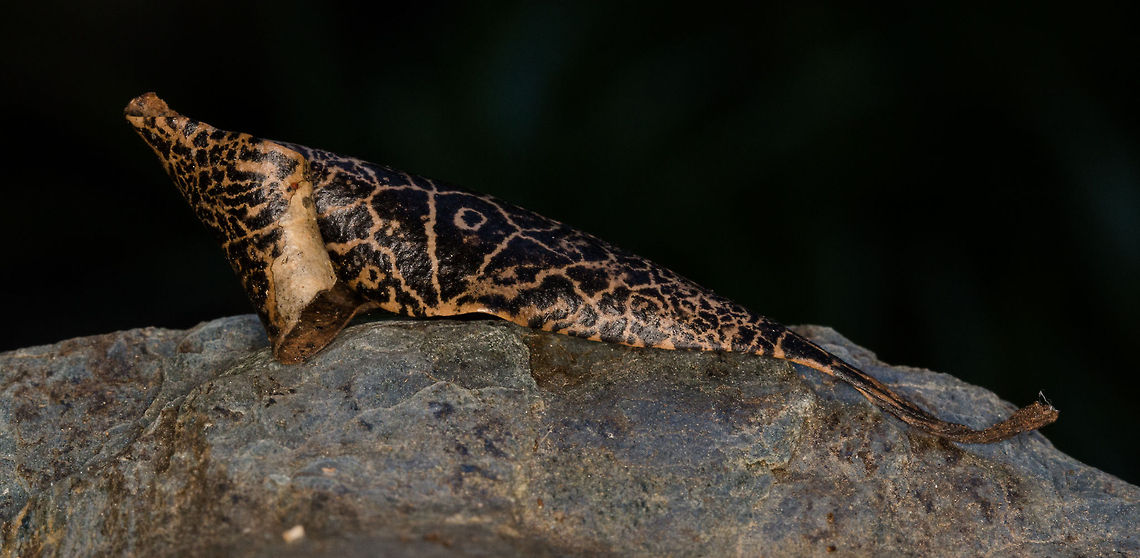 Marvel of nature This is a dried leaf I found in the garden, i thought it was so beautiful and unusual. Fall,Geotagged,Leaves,South Africa,Trees,nature