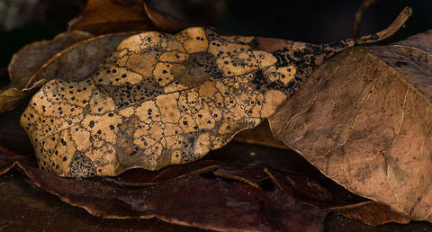 Marvel of nature 2 Another amazing dried leaf, I think this one looks more like eggshell Coccomyces dentatus,Fall,Geotagged,South Africa,leaves,nature,trees