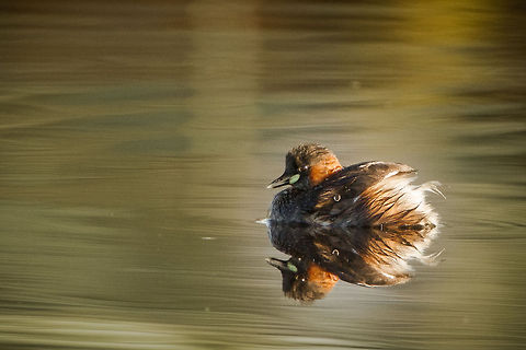 Little Grebe A newcomer to our local dam and incredibly shy. They have a habit of diving as soon as anyone comes close so I had to lay low in the bushes to get this one. Fall,Geotagged,Little Grebe,South Africa,Tachybaptus ruficollis,birds,south africa,water birds