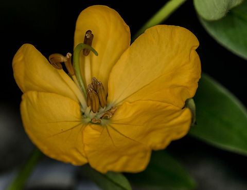 Rambling cassia An invasive species to South Africa but pretty all the same! Fall,Geotagged,Senna bicapsularis,South Africa,flowers,invasive,senna,shrubs
