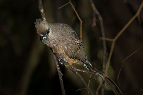 Speckled mousebird  Colius striatus,Geotagged,South Africa,Speckled Mousebird,Winter,birds
