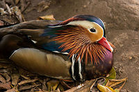 Mandarin Duck Such beautiful birds, looking like they have just been painted Aix galericulata,Geotagged,Mandarin duck,South Africa,Winter,ducks,water birds