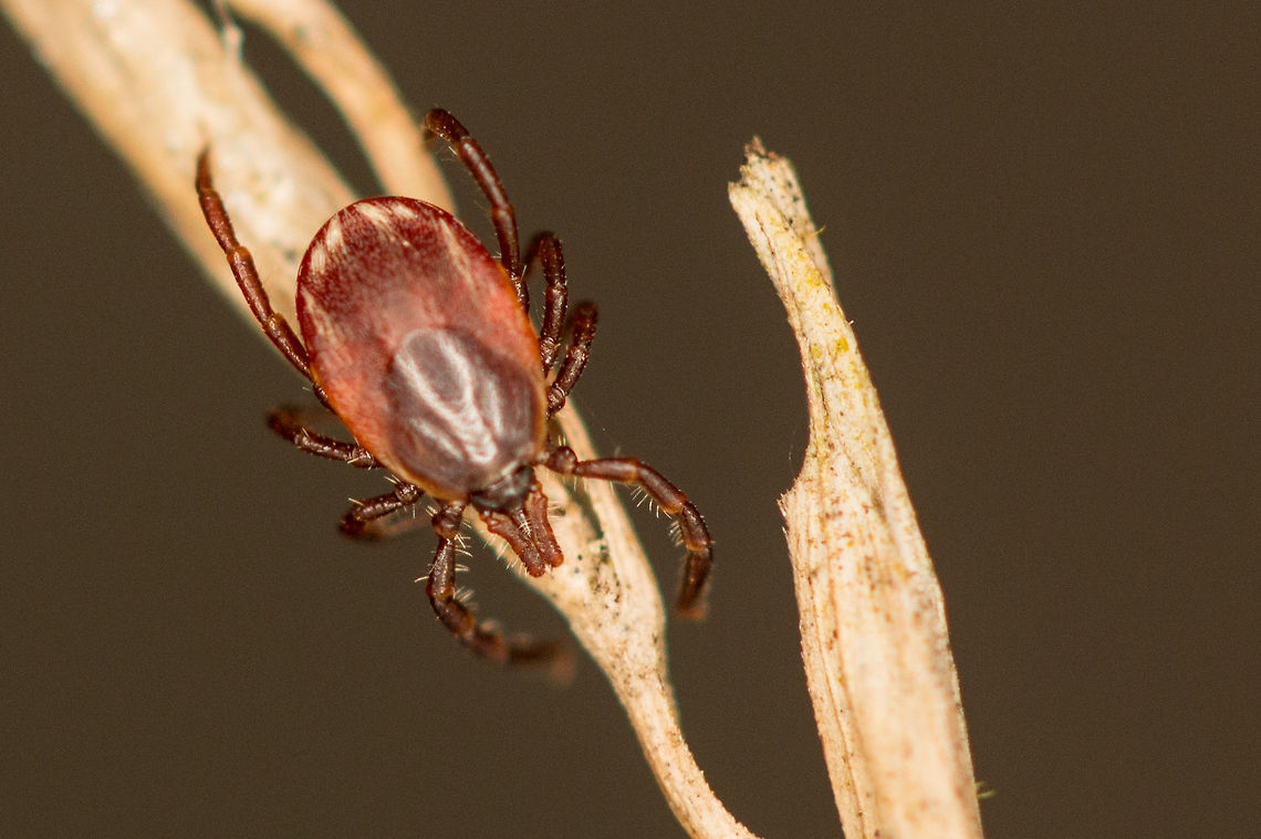Tick! I think I have narrowed this down to one of three families Ixodidae, but as there are over 700 species in the family I am not sure if I will be able to narrow it down any further, but I shall try! Geotagged,Ixodidae,South Africa,Ticks,Winter,acarina,arachnids,insects,parasites,south africa