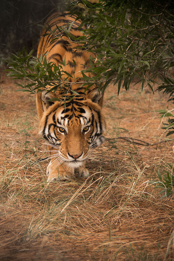 The eyes of a tiger There may have been a fence between us but this was not a look that made me feel comfortable! Bengal tiger,Geotagged,Panthera tigris tigris,South Africa,Winter,apex predators,sanctuaries,sotuh africa,tigers