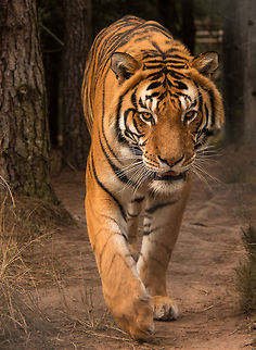 Tiger  Bengal tiger,Geotagged,Panthera tigris tigris,South Africa,Winter,apex predators,cats,sanctuaries,south africa