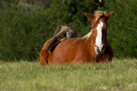 Best friends! I just had to share this with you, a very rare sighting of a wild baboon enjoying the sun atop a semi-wild horse. A precious moment ! Chacma baboon,Geotagged,Papio ursinus,South Africa,Winter,baboon,friends,horse