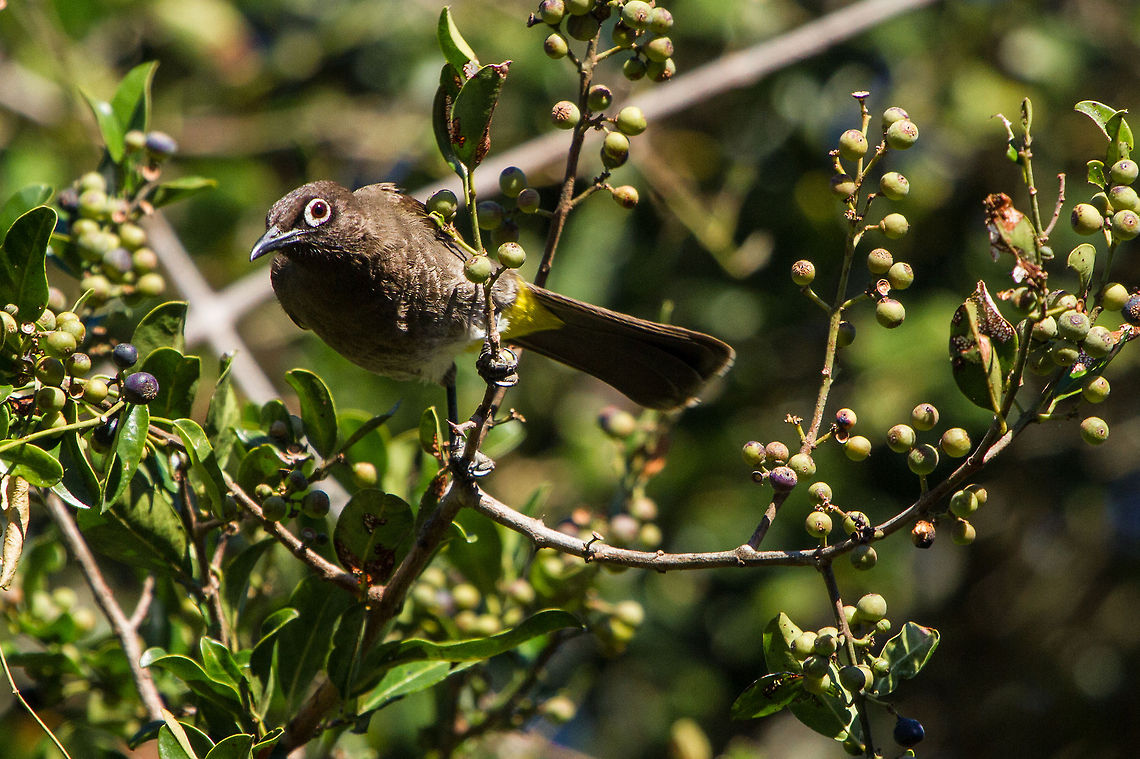 Cape bulbul First time visitor to my garden here, there was a whole flock of them enjoying the berries that have just ripened Cape Bulbul,Geotagged,Pycnonotus capensis,South Africa,birds,south africa