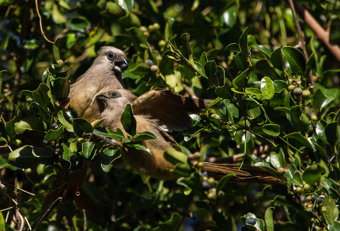 Mousebird feeding her young Delighted that these shy little birds also came to enjoy the abundance of fruit on the trees in my garden. Colius striatus,Geotagged,South Africa,Speckled Mousebird,birds