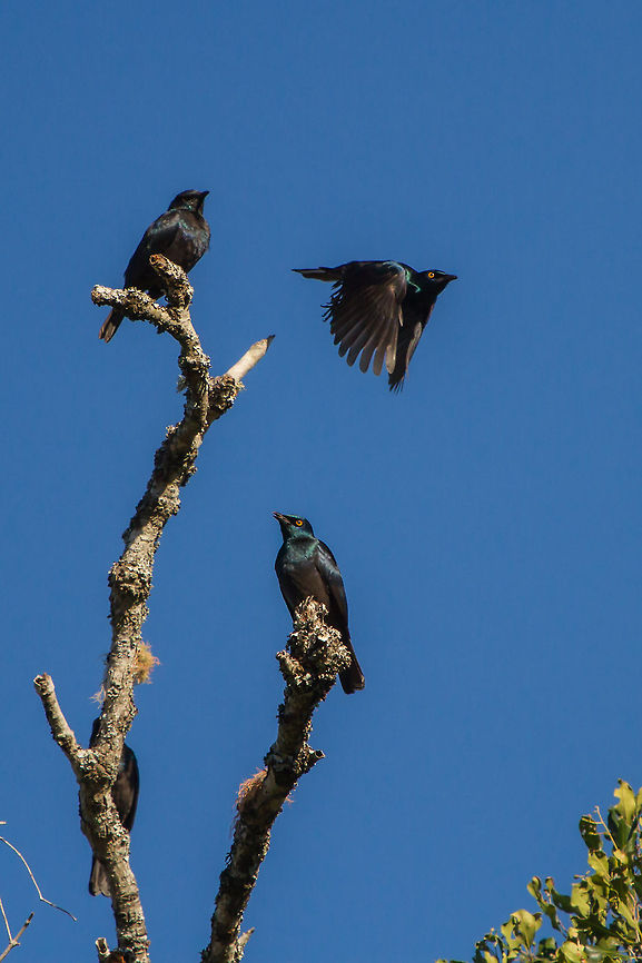 Glossy starlings There must have been around a hundred of these beautiful birds descended into my &#039;garden&#039;, filling up on ripe berries before flying off again. Quite a sight. Cape glossy starling,Geotagged,Lamprotornis nitens,South Africa,Winter,birds,glossy starlings,south africa,starlings