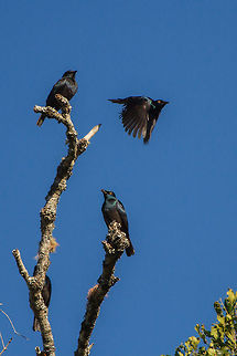 Glossy starlings There must have been around a hundred of these beautiful birds descended into my 'garden', filling up on ripe berries before flying off again. Quite a sight. Cape glossy starling,Geotagged,Lamprotornis nitens,South Africa,Winter,birds,glossy starlings,south africa,starlings