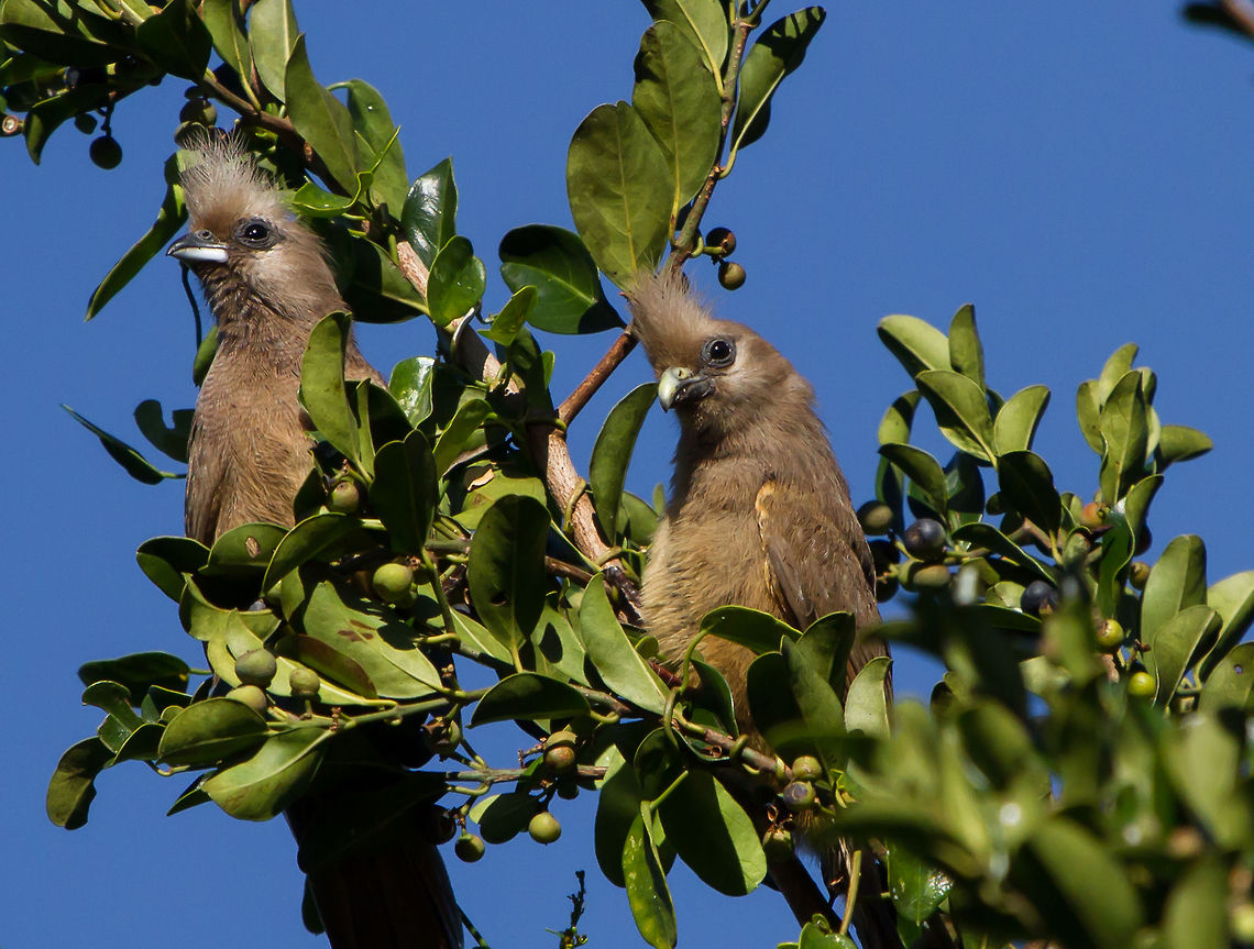 Mousebirds enjoying the winter sun  Colius striatus,Geotagged,South Africa,Speckled Mousebird,birds,south africa