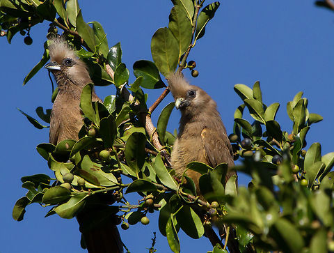 Mousebirds enjoying the winter sun  Colius striatus,Geotagged,South Africa,Speckled Mousebird,birds,south africa