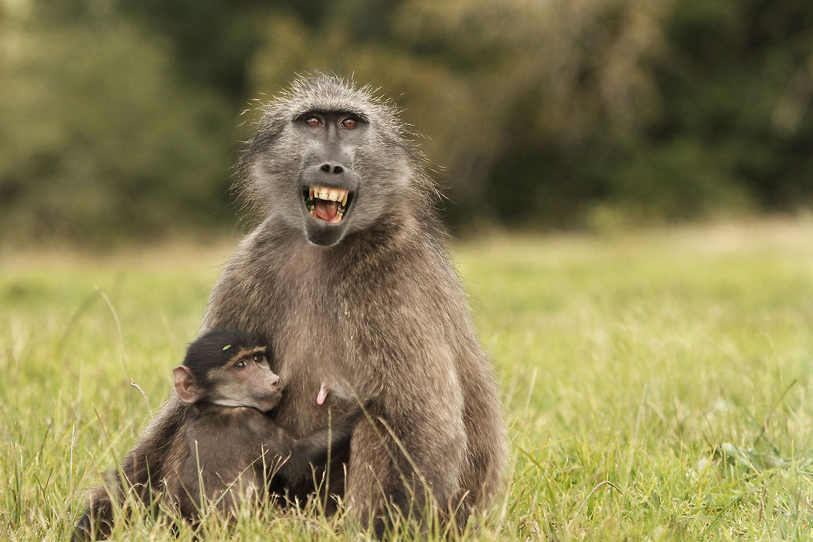 Ouch! The moment when a young mother wishes they would develop formula for baboons. Geotagged,South Africa,Winter,baboons,chacma baboon,monkeys,primates