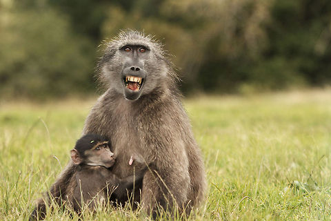 Ouch! The moment when a young mother wishes they would develop formula for baboons. Geotagged,South Africa,Winter,baboons,chacma baboon,monkeys,primates