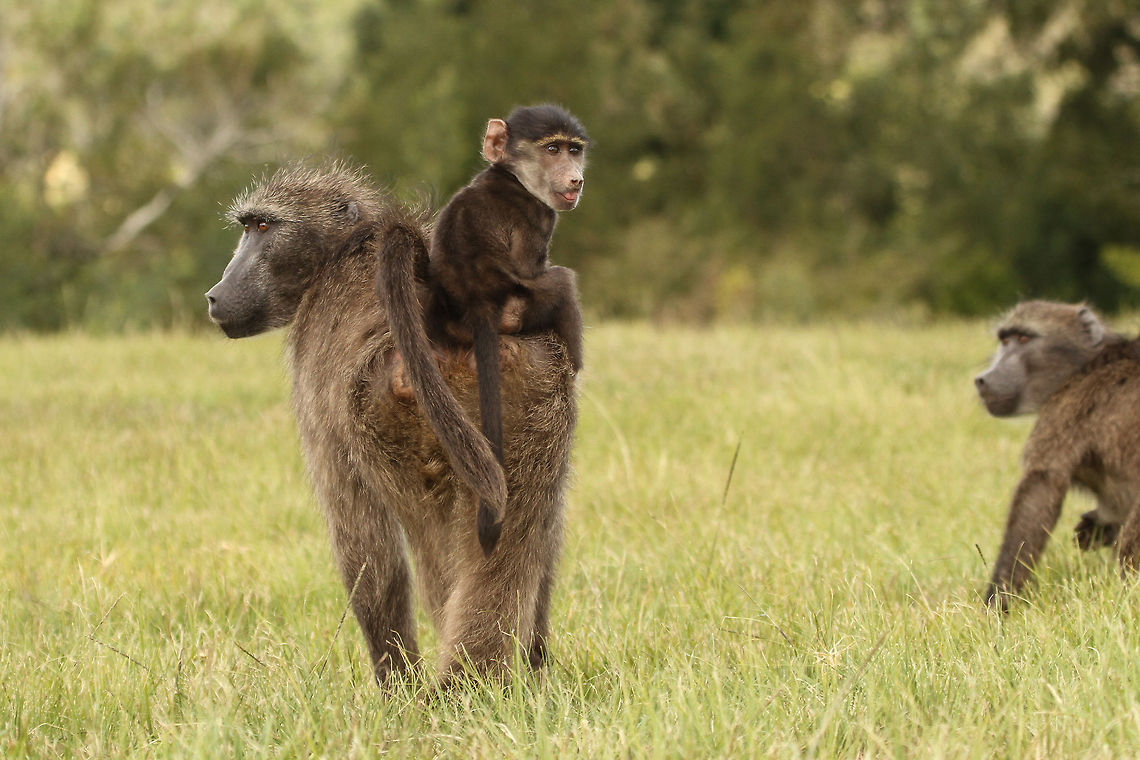 Mum and baby baboon Young baboons generally cling on to the underside of their Mothers and as they get older they start to ride on their backs. With all Old World monkeys, newborns cling to their mothers underside, it is thought that this protects the youngsters from the sun. With New World monkeys, they always cling to their Mothers backs as these monkeys generally live in dense forests and so a baby clinging to their belly would get in the way as they move through the trees. That&#039;s the theory anyway. Chacma baboon,Geotagged,Old World,Papio ursinus,South Africa,Winter,babons,monkeys,primates,south africa