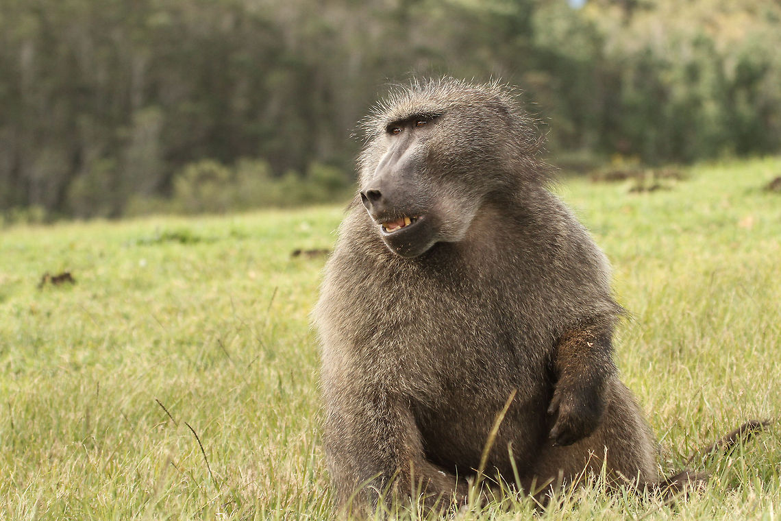 'Alpha' Chacma baboons are sexually dimorphic with females weighing as little as 50% of that of males. Males can reach a height of 120cm and weigh as much as 40kg. Males also brandish huge canines measuring up to 5cm, longer than a lions. The dominant &#039;Alpha&#039; male will generally be the largest and has the task of protecting the group, in particular the females and youngsters. One moment a tender father, the next a formidable fighter as he protects his position from other males in the troop.<br />
This is the closest I have ever been to an Alpha male baboon (around 3 meters), this guy normally remains on the outskirts of the group keeping a watchful eye on me when taking photos, so it was quite an exhilarating experience! Chacma baboon,Geotagged,Papio ursinus,South Africa,Winter,baboons,monkeys,old world,primates,south africa