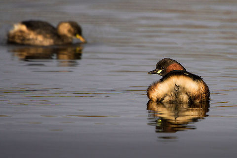 Little Grebe  Geotagged,Little Grebe,South Africa,Tachybaptus ruficollis,birds,south africa,water birds