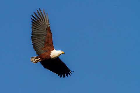 African Fish Eagle in flight  Geotagged,Haliaeetus vocifer,South Africa,Winter,africa,birds,eagles,raptors,south africa