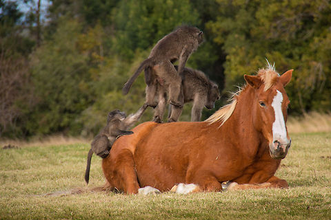 Leapfrog? Sorry, had to share this with you...I think we could all do with a good laugh occasionally! And no, they are not playing leapfrog! Chacma baboon,Funny,Geotagged,Papio ursinus,South Africa,Winter,horses,monkeys,primates,south africa