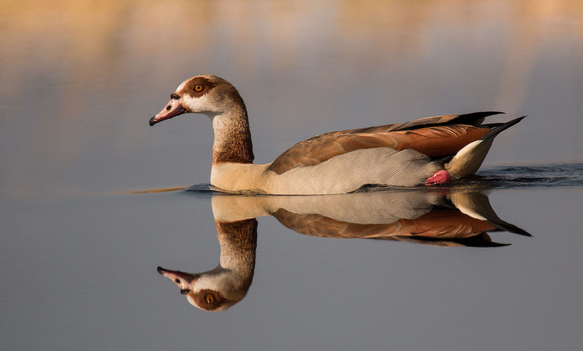 Egyptian goose  Alopochen aegyptiacus,Egyptian Goose,Geotagged,South Africa,Winter,africa,birds,geese,south africa,water birds