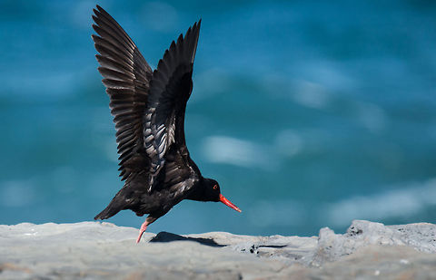 Oystercatcher  African oystercatcher,Geotagged,Haematopus moquini,South Africa,birds,water birds