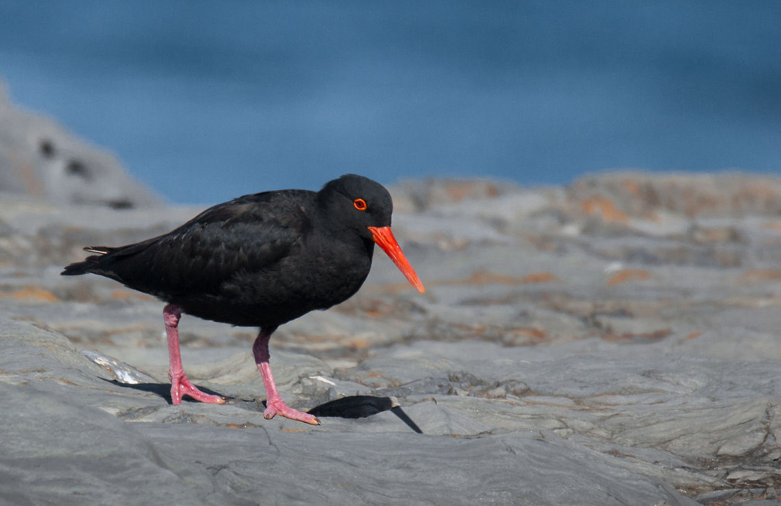 Oystercatcher  African oystercatcher,Geotagged,Haematopus moquini,South Africa,birds,sea birds,water birds