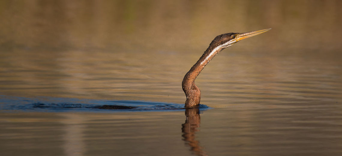 Submerged Darter (African Loch Ness monster?) The Africa Darter when searching for food is always almost fully submerged. Unlike other water birds that hold air in their feathers, cormorants and darters etc. squeeze this air out to enable them to plunge to great depths. Anhinga rufa,Birds,Geotagged,South Africa,Winter,african darter,darters,south africa,water birds