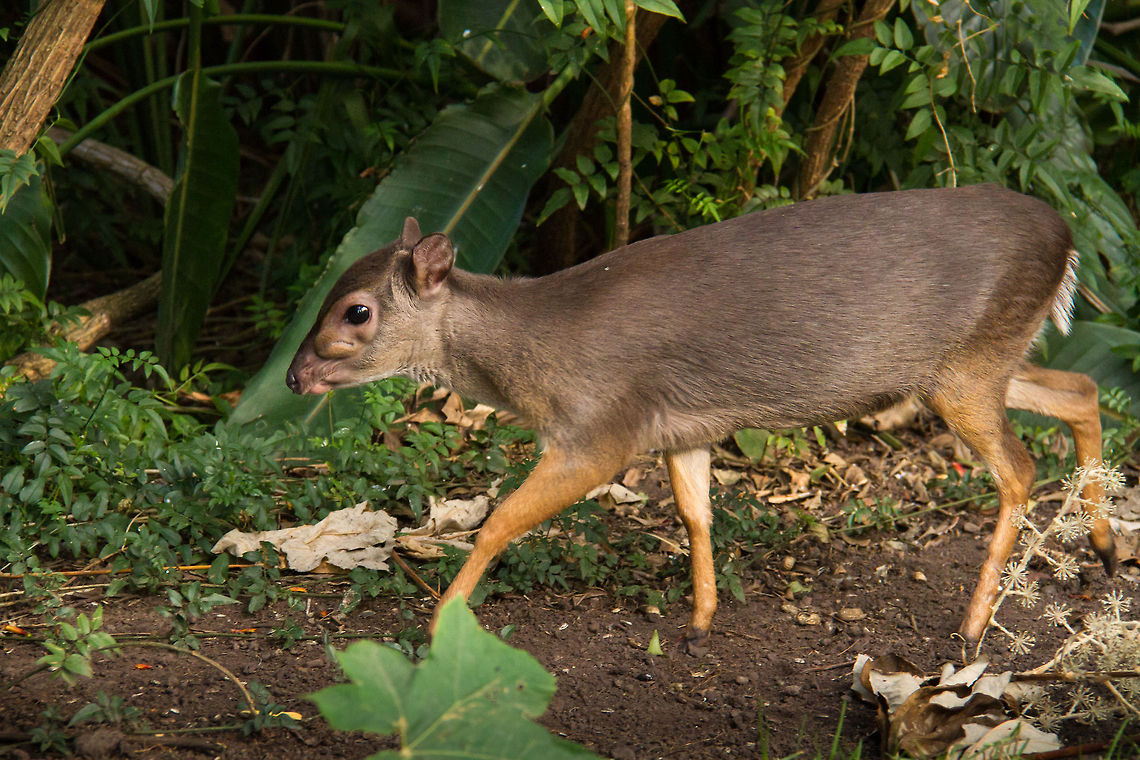 Blue Duiker The smallest of all the antelope family found in central and southern Africa.<br />
The name &#039;Duiker&#039; is Afrikaans for &#039;diver&#039; so named due to their habit of diving into the undergrowth when disturbed. The large slit like glands under their eyes are used for scent marking. Geotagged,Philantomba monticola,South Africa,Winter,antelope,central africa,duiker,south africa