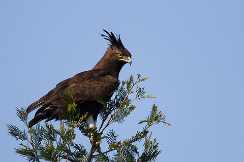 Long-crested eagle Absolutely beside myself today when we spotted this beauty right by the side of the road...finally I got a proper shot of it!
(Note to Ferdy...hand held ish...resting on the car window!) Geotagged,Long-crested Eagle,Lophaetus occipitalis,South Africa,africa,birds,eagles,raptors