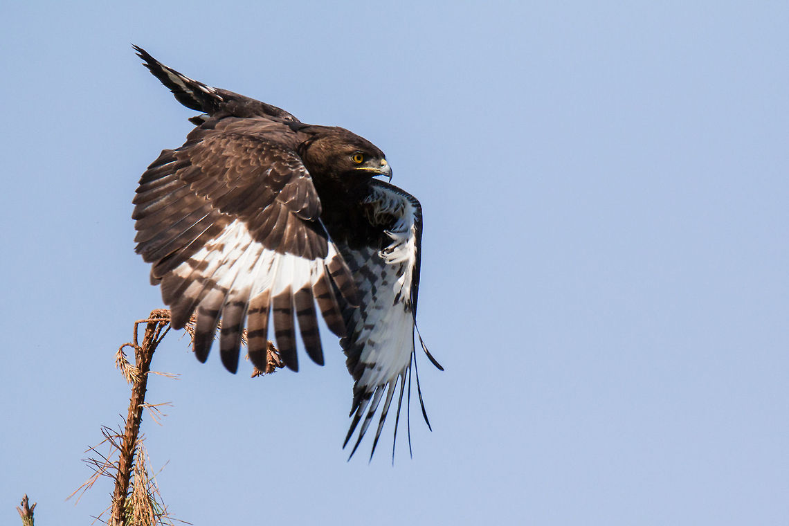 Long-crested eagle take off  Africa,Birds of Prey,Geotagged,Long-crested Eagle,Lophaetus occipitalis,South Africa,birds,eagles,raptors