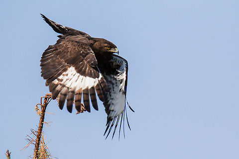 Long-crested eagle take off  Africa,Birds of Prey,Geotagged,Long-crested Eagle,Lophaetus occipitalis,South Africa,birds,eagles,raptors