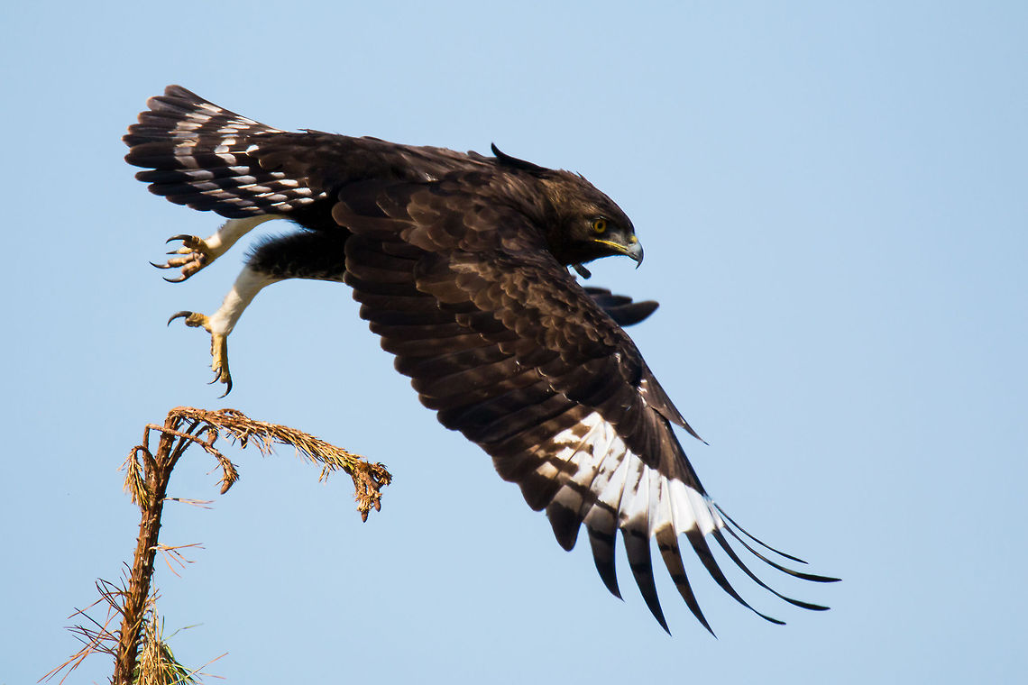 Long-crested eagle  Geotagged,Long-crested Eagle,Lophaetus occipitalis,South Africa,africa,birds,eagles,raptors,south africa