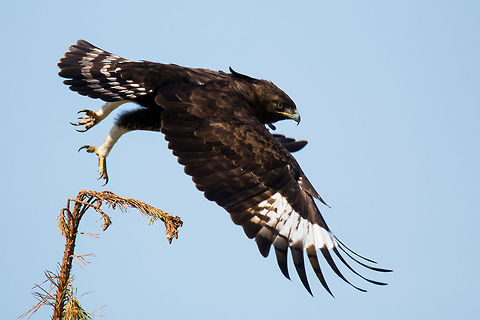 Long-crested eagle  Geotagged,Long-crested Eagle,Lophaetus occipitalis,South Africa,africa,birds,eagles,raptors,south africa
