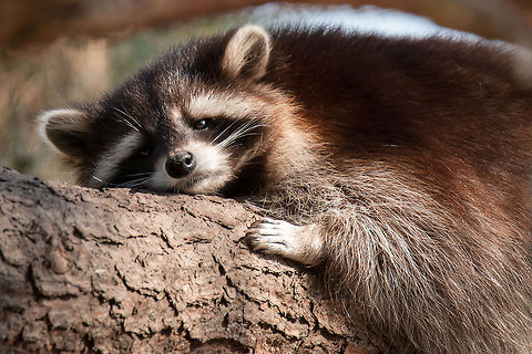 Sleepy raccoon Taken at a wildlife sanctuary in South Africa Geotagged,North America,South Africa,Winter,common raccoon,mammals,nocturnal,raccoon