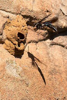Potter wasp In the process of sealing her nest with a ball of mud. Inside this nest will be a live insect, paralyzed, to be used as food for the emerging larvae who will then cut their way out of their little 'pot'. Black Mud Wasp,Delta emarginatum,Geotagged,South Africa,Winter,insects,mud wasps,potter wasps,south africa,wasps