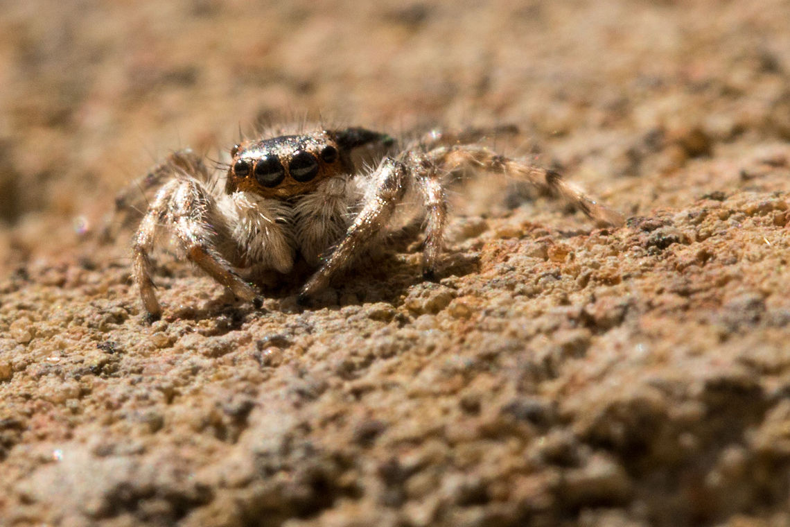 Jumping spider So delighted to find this little (7mm) jumping spider on a wall nearby, there are very few jumping spider species in my area so this was quite a treat!<br />
There are about 265 species of Jumping spiders in South Africa alone! Geotagged,Menemerus bivittatus,Salticidae,South Africa,Winter,jumping spiders,spiders