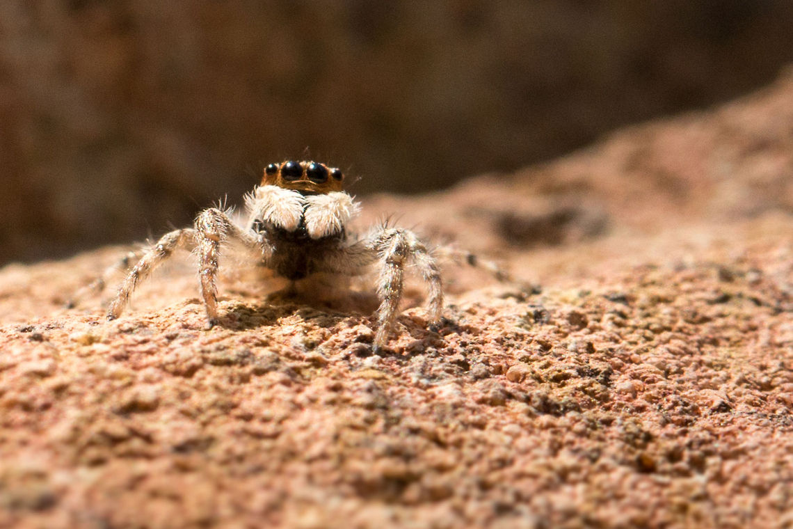 Jumping spider in 'threat' mode So funny to see such a tiny spider threatening a great big camera! It worked though, I backed off! Geotagged,Menemerus bivittatus,South Africa,Winter,jumping spiders,salticidae,south africa,spiders