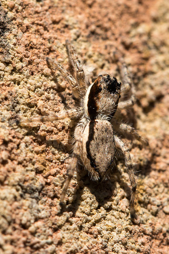Jumping spider top view Showing his/her excellent camouflage Geotagged,Menemerus bivittatus,South Africa,Winter,jumping spiders,salticidae,south africa,spiders