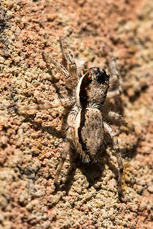 Jumping spider top view Showing his/her excellent camouflage Geotagged,Menemerus bivittatus,South Africa,Winter,jumping spiders,salticidae,south africa,spiders