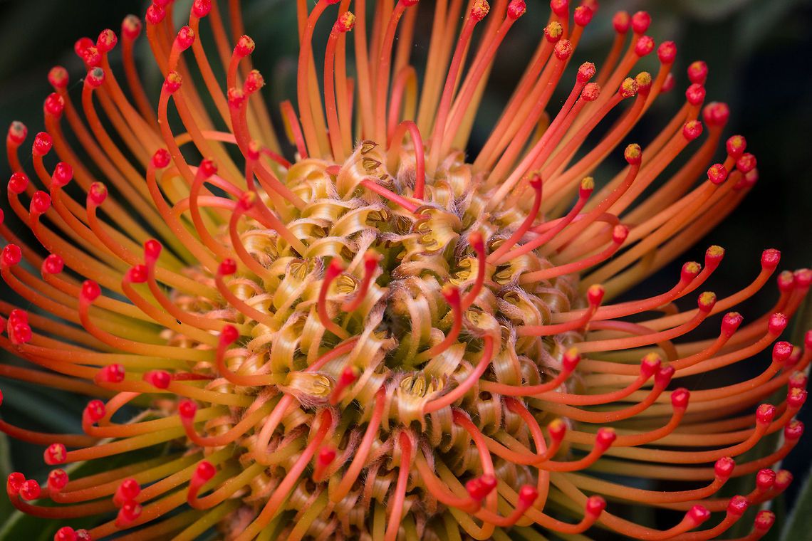 Protea - Tango (Laucospermum lineare x glabrum) Proteas are some of the most beautiful plants that occur in South Africa and there are many different varieties.<br />
We bought this one to go in the garden to hopefully attract sunbirds, but I fear the baboons may have other ideas! Geotagged,Leucospermum lineare x glabrum,South Africa,Tango,Winter,flowers,fynbos,plants,protea,south africa