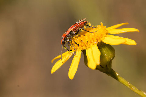Milkweed bug Typically found on yellow daisies Geotagged,Lygaeidae,South Africa,Winter,insects,milkweed bug,south africa,true bug