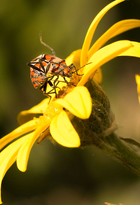 Milkweed bugs Having a game of 'Twister' ? Geotagged,Lygaeidae,South Africa,Winter,insects,milkweed bug,south africa,true bug