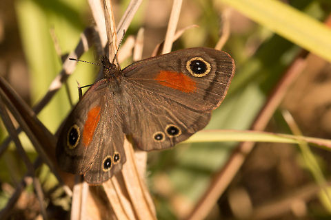 Rainforest brown  Cassionympha cassius,Geotagged,South Africa,Winter,browns,butterflies,insects,south africa